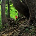 Photos: 巨木の登山道