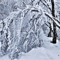 Photos: 凍る森