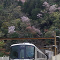 保津峡駅を見守る山桜
