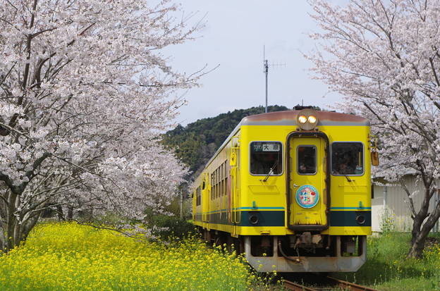 桜と菜の花が満開のいすみ鉄道総元駅