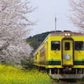 桜と菜の花が満開のいすみ鉄道総元駅