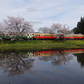 Photos: 桜満開の飯給駅で水鏡