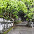 新緑　神社