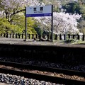 桜咲く駅へ-京都府笠置町：JR笠置駅