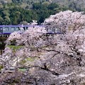 「桜」「駅」「列車」-京都府笠置町：JR笠置駅
