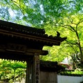 今年も新緑を求めて-大阪府岸和田市：大威徳寺