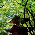 風薫る五月-大阪府岸和田市：大威徳寺