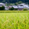 収穫の季節を待ちわびて-長野県伊那市：長谷黒河内