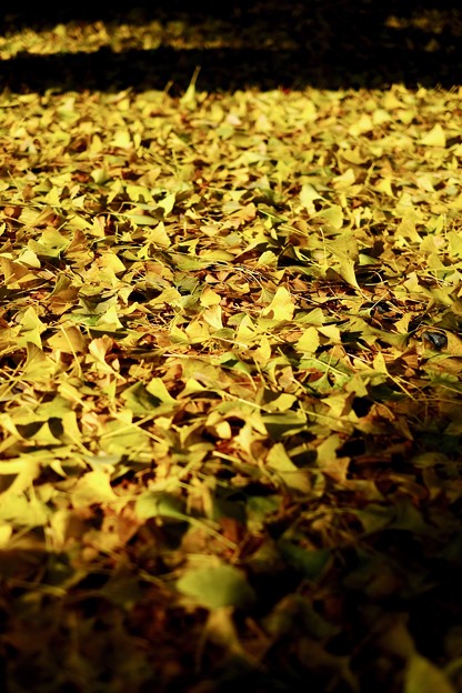 Photos: 黄色い絨毯-奈良県奈良市：正暦寺
