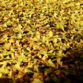 黄色い絨毯-奈良県奈良市：正暦寺