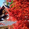 色づく紅葉を見るたびに-奈良県奈良市：正暦寺