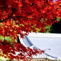 奈良の名刹-奈良県奈良市：正暦寺