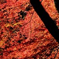 真っ赤な秋-奈良県奈良市：正暦寺