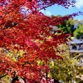 Photos: 格式あるお寺-京都市山科区：勧修寺