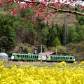 春色列車