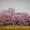 吉高の大桜2