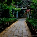 Photos: 赤坂氷川神社の参道風景