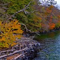 Photos: 中禅寺湖湖畔の紅葉風景