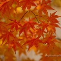 Photos: 楓の紅葉