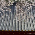 Photos: 久能山東照宮の満開の桜