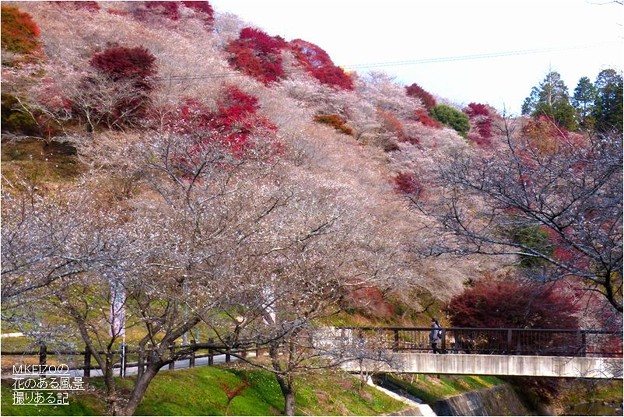 Photos: 川見四季桜の里 (2)