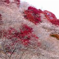 Photos: 川見四季桜の里 (3)