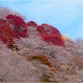Photos: 川見四季桜の里 (4)