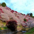 Photos: 川見四季桜の里 (6)