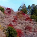 Photos: 川見四季桜の里 (7)