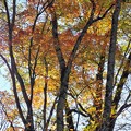 Photos: 木立の中の紅葉
