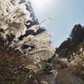 Photos: 秋の林道