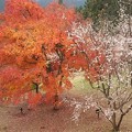 Photos: 冬桜と紅葉