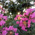Photos: いつもの散歩道「花」