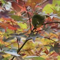 Photos: 紅葉と小鳥～メジロ～♪