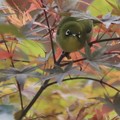 Photos: 紅葉と小鳥～メジロ２～♪