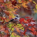 Photos: 紅葉と小鳥～エナガ～♪