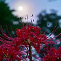Photos: 花と月