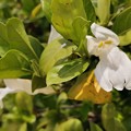 Photos: Gardenia jasminoideコクチナシ