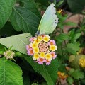 Photos: ランタナにキミドリ蝶