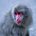 Photos: 箕面公園のお猿さん