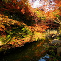 Photos: 紅葉の秋　緑地公園 散歩