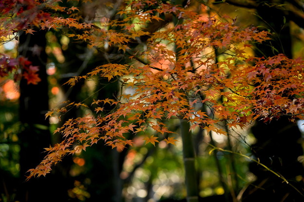紅葉の秋 もみじ　緑地公園 散歩