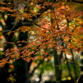 Photos: 紅葉の秋 もみじ　緑地公園 散歩