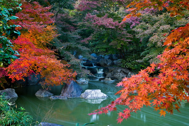 Photos: 紅葉の秋 緑地公園 散歩