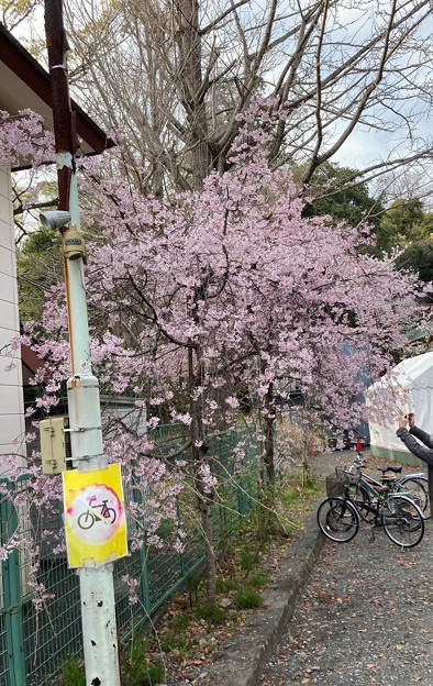 浅間神社のしだれ桜