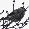 尾張白山山頂で新芽を食べていた小さな鳥（コガラ？） - 7