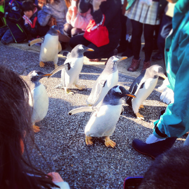 名古屋港水族館ペンギンよちよちウォーク 2013年12月 No - 25