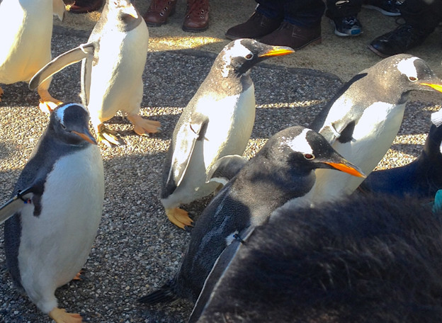 Photos: 名古屋港水族館ペンギンよちよちウォーク 2013年12月 No - 26