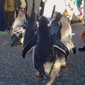 Photos: 名古屋港水族館ペンギンよちよちウォーク 2013年12月 No - 30