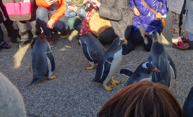 名古屋港水族館ペンギンよちよちウォーク 2013年12月 No - 33
